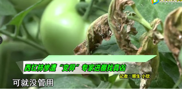 tuSr(nng)I(y)r(nng)岿SЙCҪ